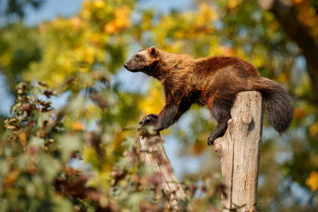 Majestic wolverine on tree in the nature habitatの写真素材