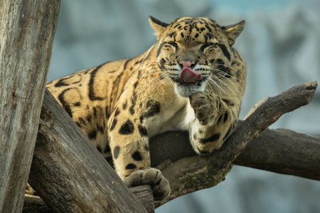 Clouded leopard in the zoo cleaning up itself