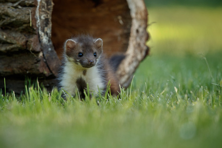 Close-up of cute beech marten