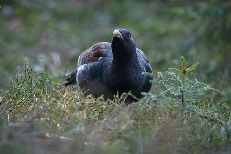 Capercaillie in the nature habitat of European woodlandの写真素材