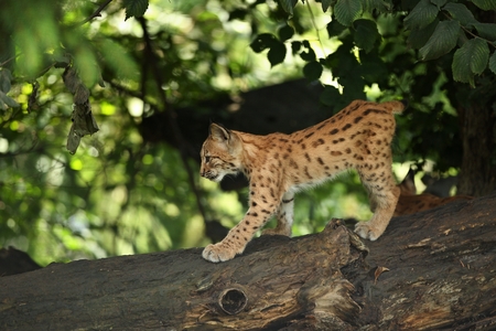 Eurasian lynx on the tree in national park