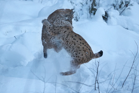Two Eurasian lynx fighting in the snow fieldの写真素材