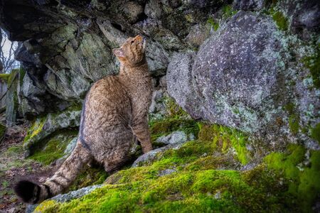 European wildcat in beautiful nature habitat. Wild animal in the forest. Felis silvestris. Wild eurasian animal. European wildlife. Wildcats.の写真素材