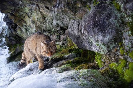 European wildcat in beautiful nature habitat. Wild animal in the forest. Felis silvestris. Wild eurasian animal. European wildlife. Wildcats.の写真素材