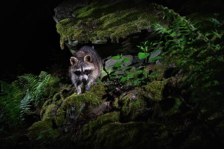Raccoon in beautiful nature habitat. Rare and shy animal. Procyon lotor. Wild nocturnal animal. Wildlife animals.の写真素材