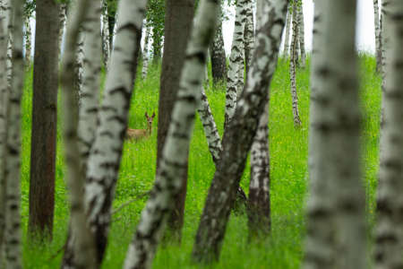 Roe deer in the magical nature. Beautiful european wildlife. Wild animal in the nature habitat. Roe deer rut.の写真素材