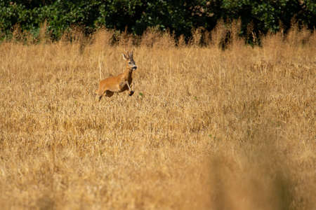 Roe deer in the magical nature. Beautiful european wildlife. Wild animal in the nature habitat. Roe deer rut.の写真素材