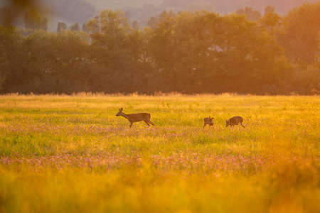 Roe deer in the magical nature. Beautiful european wildlife. Wild animal in the nature habitat. Roe deer rut.の写真素材