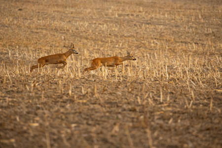 Roe deer in the magical nature. Beautiful european wildlife. Wild animal in the nature habitat. Roe deer rut.の写真素材
