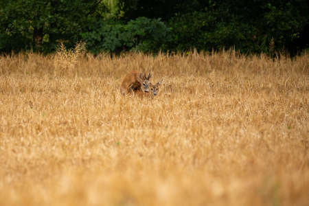 Roe deer in the magical nature. Beautiful european wildlife. Wild animal in the nature habitat. Roe deer rut.の写真素材