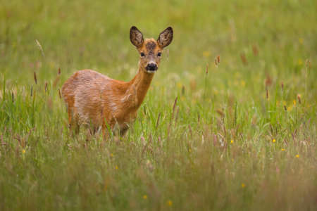 Roe deer in the magical nature. Beautiful european wildlife. Wild animal in the nature habitat. Roe deer rut.の写真素材