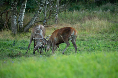Red deer blows on the green grass during the deer rut in the nature habitat of Czech Republic. European wildlife. Wild europa. Deer rut. Cervus elaphus.の写真素材