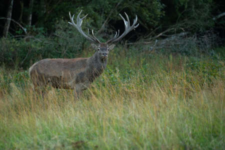 Red deer blows on the green grass during the deer rut in the nature habitat of Czech Republic. European wildlife. Wild europa. Deer rut. Cervus elaphus.の写真素材