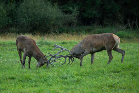 Red deer blows on the green grass during the deer rut in the nature habitat of Czech Republic. European wildlife. Wild europa. Deer rut. Cervus elaphus.の写真素材