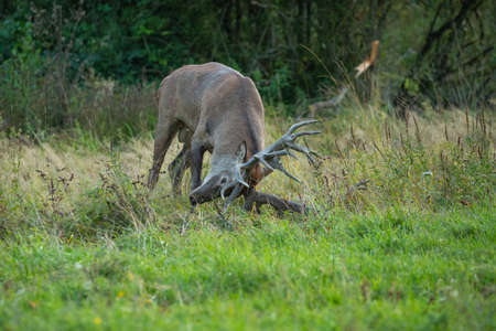 Red deer blows on the green grass during the deer rut in the nature habitat of Czech Republic. European wildlife. Wild europa. Deer rut. Cervus elaphus.の写真素材