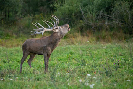 Red deer blows on the green grass during the deer rut in the nature habitat of Czech Republic. European wildlife. Wild europa. Deer rut. Cervus elaphus.の写真素材