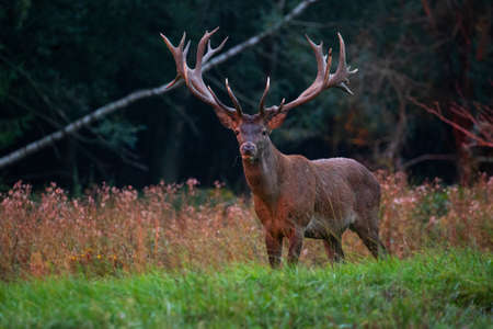 Red deer blows on the green grass during the deer rut in the nature habitat of Czech Republic. European wildlife. Wild europa. Deer rut. Cervus elaphus.の写真素材