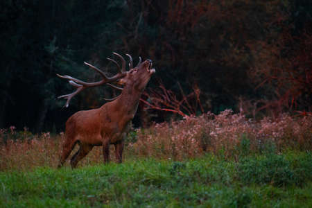 Red deer in the nature habitat during the deer rutの写真素材