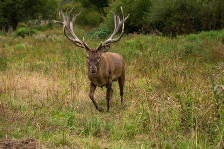 Red deer in the nature habitat during the deer rutの写真素材