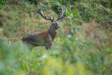 Red deer in the nature habitat during the deer rutの写真素材