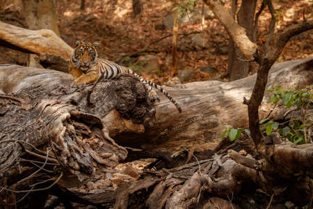 Royal bengal tiger in the nature habitat. Tiger pose during amazing light. Wildlife scene with danger animal. Hot summer in India. Dry area with beautiful indian tiger. Panthera tigris tigris.の写真素材