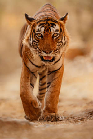 Royal bengal tiger in the nature habitat. Tiger pose during amazing light. Wildlife scene with danger animal. Hot summer in India. Dry area with beautiful indian tiger. Panthera tigris tigris.の写真素材