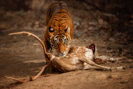 Royal bengal tiger in the nature habitat. Tiger pose during amazing light. Wildlife scene with danger animal. Hot summer in India. Dry area with beautiful indian tiger. Panthera tigris tigris.の写真素材