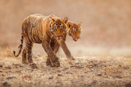 Royal bengal tiger in the nature habitat. Tiger pose during amazing light. Wildlife scene with...