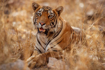 Royal bengal tiger in the nature habitat. Tiger pose during amazing light. Wildlife scene with danger animal. Hot summer in India. Dry area with beautiful indian tiger. Panthera tigris tigris.の写真素材