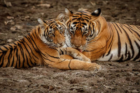 Royal bengal tiger in the nature habitat. Tiger pose during amazing light. Wildlife scene with danger animal. Hot summer in India. Dry area with beautiful indian tiger. Panthera tigris tigris.の写真素材