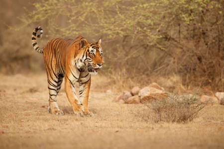 Royal bengal tiger in the nature habitat. Tiger pose during amazing light. Wildlife scene with danger animal. Hot summer in India. Dry area with beautiful indian tiger. Panthera tigris tigris.の写真素材