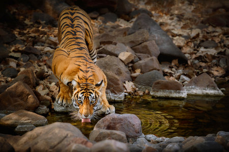 Royal bengal tiger in the nature habitat. Tiger pose during amazing light. Wildlife scene with danger animal. Hot summer in India. Dry area with beautiful indian tiger. Panthera tigris tigris.の写真素材