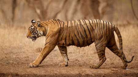 Royal bengal tiger in the nature habitat. Tiger pose during amazing light. Wildlife scene with danger animal. Hot summer in India. Dry area with beautiful indian tiger. Panthera tigris tigris.の写真素材