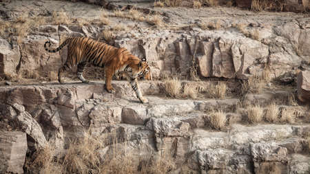 Royal bengal tiger in the nature habitat. Tiger pose during amazing light. Wildlife scene with danger animal. Hot summer in India. Dry area with beautiful indian tiger. Panthera tigris tigris.の写真素材