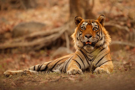 Royal bengal tiger in the nature habitat. Tiger pose during amazing light. Wildlife scene with danger animal. Hot summer in India. Dry area with beautiful indian tiger. Panthera tigris tigris.の写真素材