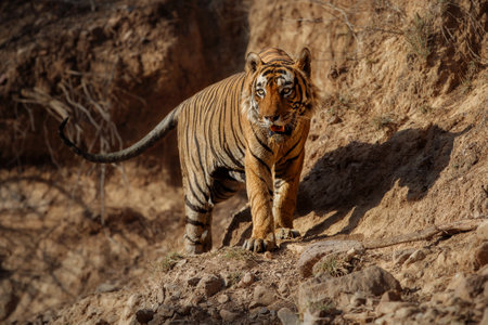 Royal bengal tiger in the nature habitat. Tiger pose during amazing light. Wildlife scene with danger animal. Hot summer in India. Dry area with beautiful indian tiger. Panthera tigris tigris.の写真素材