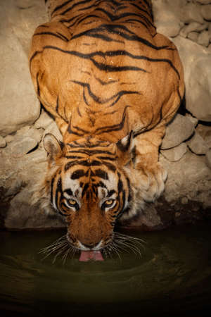 Royal bengal tiger in the nature habitat. Tiger pose during amazing light. Wildlife scene with danger animal. Hot summer in India. Dry area with beautiful indian tiger. Panthera tigris tigris.の写真素材