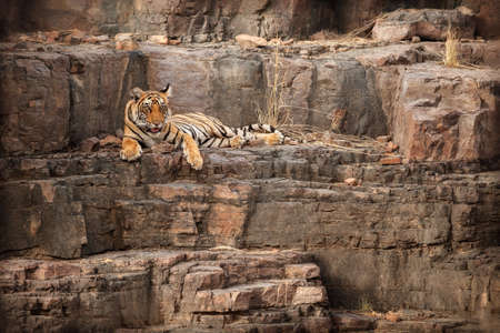 Royal bengal tiger in the nature habitat. Tiger pose during amazing light. Wildlife scene with danger animal. Hot summer in India. Dry area with beautiful indian tiger. Panthera tigris tigris.の写真素材