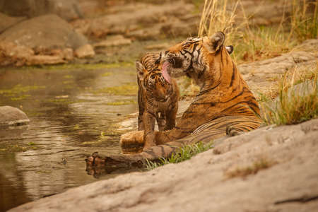 Royal bengal tiger in the nature habitat. Tiger pose during amazing light. Wildlife scene with danger animal. Hot summer in India. Dry area with beautiful indian tiger. Panthera tigris tigris.の写真素材