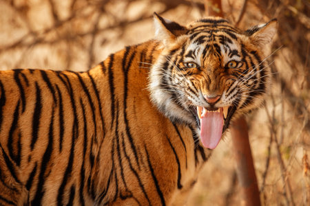 Beautiful tiger in the nature habitat. Tiger pose in amazing light. Wildlife scene with wild animal....