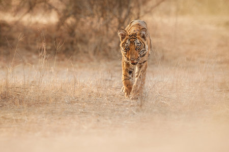 Beautiful tiger in the nature habitat. Tiger pose in amazing light. Wildlife scene with wild animal. Indian wildlife. Indian tiger. Panthera tigris tigris.の写真素材