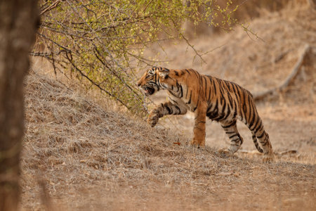 Beautiful tiger in the nature habitat. Tiger pose in amazing light. Wildlife scene with wild animal. Indian wildlife. Indian tiger. Panthera tigris tigris.の写真素材
