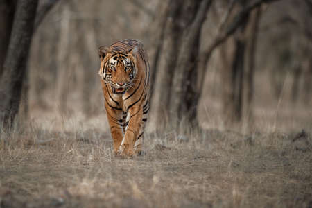 Royal bengal tiger in the nature habitat. Tiger pose during amazing light. Wildlife scene with danger animal. Hot summer in India. Dry area with beautiful indian tiger. Panthera tigris tigris.の写真素材