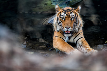 Beautiful tiger in the nature habitat. Tiger pose in amazing light. Wildlife scene with wild animal. Indian wildlife. Indian tiger. Panthera tigris tigris.の写真素材