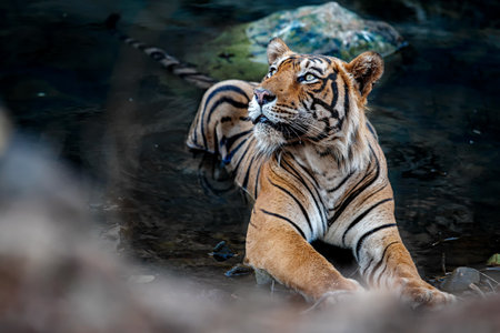 Beautiful tiger in the nature habitat. Tiger pose in amazing light. Wildlife scene with wild animal. Indian wildlife. Indian tiger. Panthera tigris tigris.の写真素材