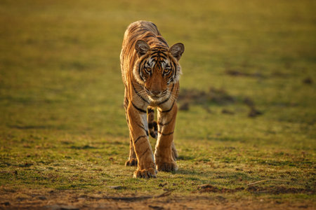 Beautiful tiger in the nature habitat. Tiger pose in amazing light. Wildlife scene with wild animal. Indian wildlife. Indian tiger. Panthera tigris tigris.の写真素材