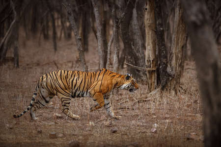 Royal bengal tiger in the nature habitat. Tiger pose during amazing light. Wildlife scene with danger animal. Hot summer in India. Dry area with beautiful indian tiger. Panthera tigris tigris.の写真素材