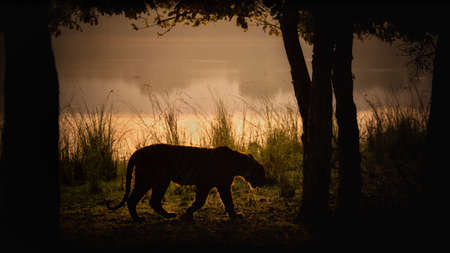 Royal bengal tiger in the nature habitat. Tiger pose during amazing light. Wildlife scene with danger animal. Hot summer in India. Dry area with beautiful indian tiger. Panthera tigris tigris.の写真素材