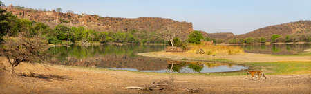 Royal bengal tiger in the nature habitat. Tiger pose during amazing light. Wildlife scene with danger animal. Hot summer in India. Dry area with beautiful indian tiger. Panthera tigris tigris.の写真素材