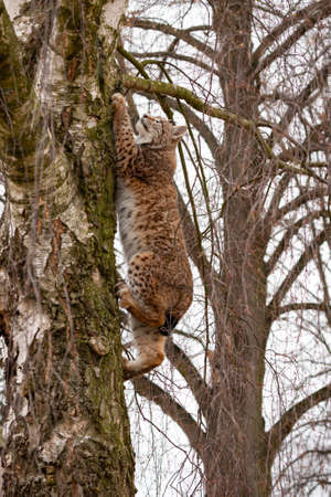 Euroasian lynx face to face in the bavarian national park in eastern germany. European wild cats. Animals in european forests. Lynx lynx.の写真素材